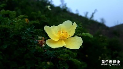 農(nóng)村環(huán)境好，有花又有草