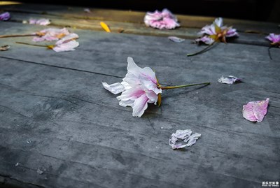 【中國(guó)最美瞬間】kingwae作品：《尾春》