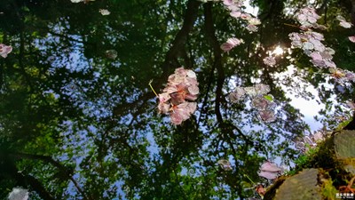 【中國(guó)最美瞬間】kingwae作品：《春去夏猶清》[1P]