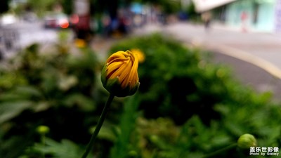 貴陽(yáng)市的綠化帶