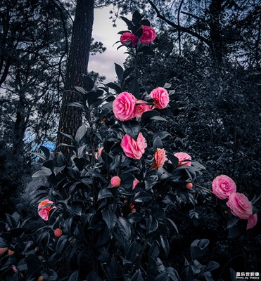 【中國(guó)最美瞬間】kingwae作品：《廣西山茶花》