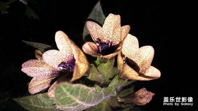 最美不過野花香