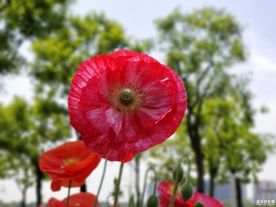 《中國最美瞬間》公園邊的小花