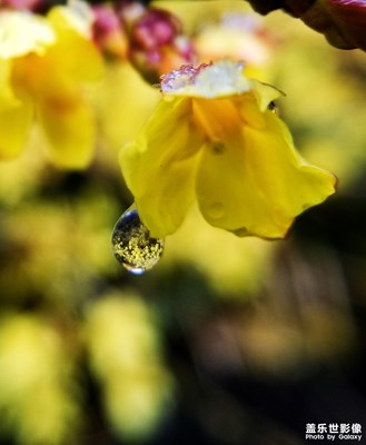 蓋樂世攝影周賽第53期--我的手機在說話