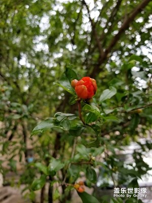 【我的手機(jī)在說話】+花花草草