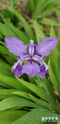 【中國(guó)最美瞬間】＋這里是繁花似錦的北京，各種??花朵