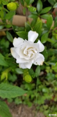 【我的手機(jī)在說(shuō)話】+隨手花