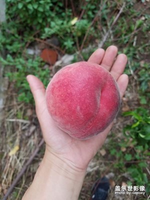 【我的手機(jī)在說話】+我家的的桃園