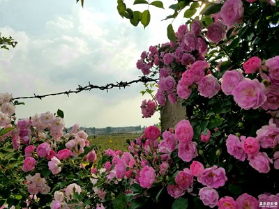 ［最美瞬間］＋馬龍3000畝食用玫瑰競相綻放