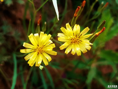 光與影……小花也有小花的精彩