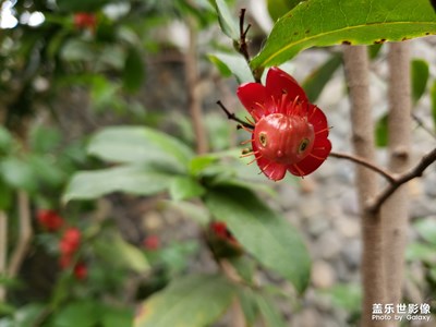 【我的手機在說話】+一只小老鼠