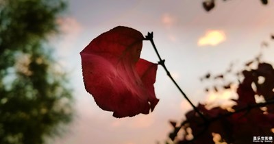 【我的手機在說話】隨拍