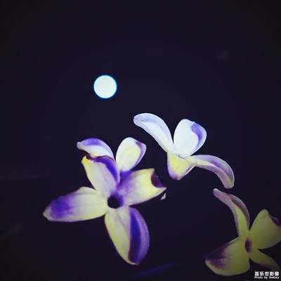 【我的手機(jī)在說(shuō)話(huà)】+午夜丁香