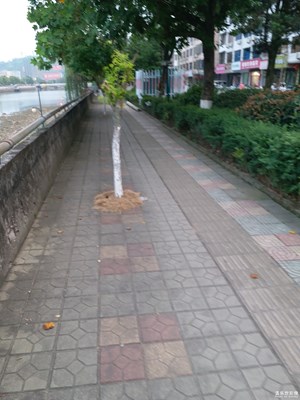 《中國最美瞬間》+小樹