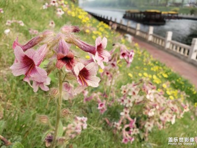 喇叭花開四野甜
