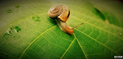 蝸牛一組