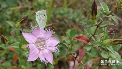 中國最美瞬間＋蝶戀花