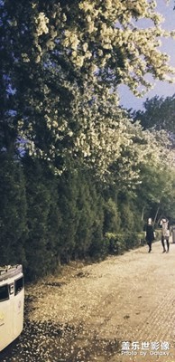 [中國最美瞬間]落花無情