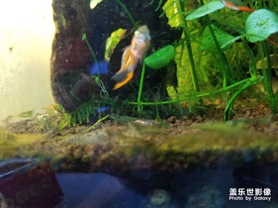魚缸