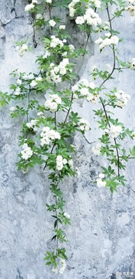 【中國最美瞬間】+  生如夏花