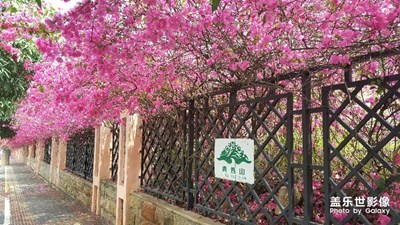 中國最美瞬間＋花道