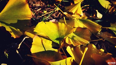 憶 滿城盡帶黃金甲