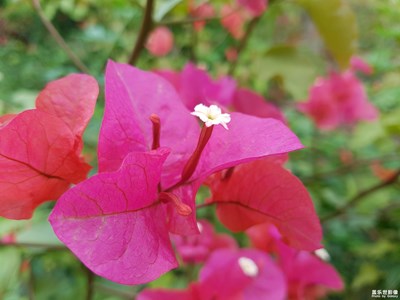 【中國最美瞬間】+盛開的小花