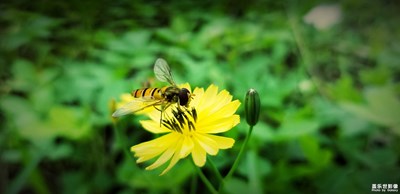 Samsung Note8 微鏡之美