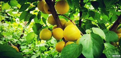 滿園盡是黃金果i