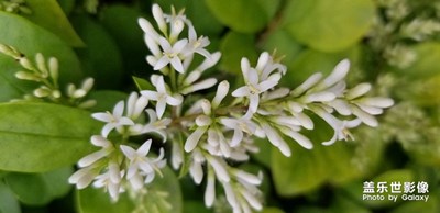 小花