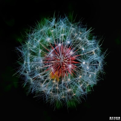 【葉子的故事】+一花，一葉，一世界。