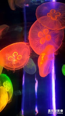 中國最美瞬間+水母