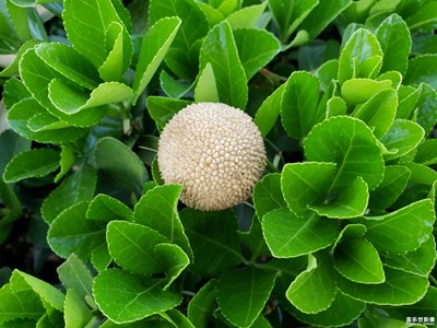 【葉子的故事】+翠綠之映