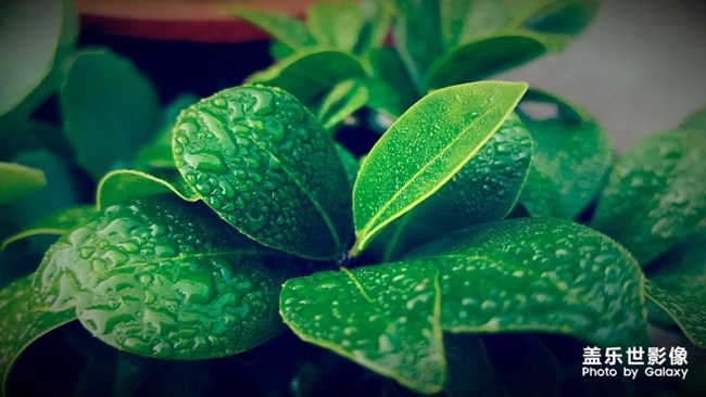 【第99期：Galaxy S輕奢版正式發(fā)布 社區(qū)用戶體系優(yōu)化上線】