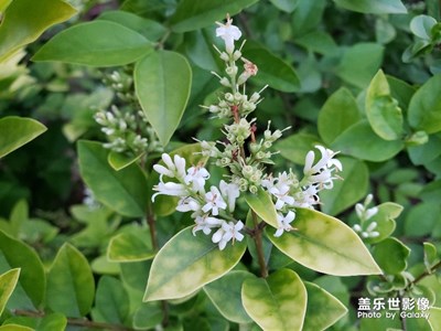 隨手拍