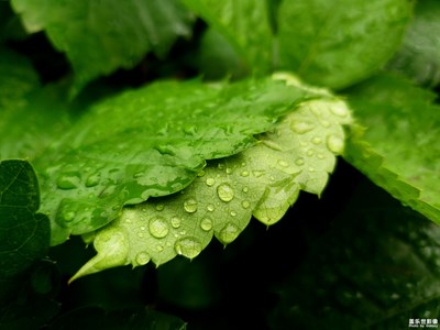 【葉子的故事】+翠綠欲滴