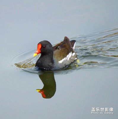 【中國(guó)最美瞬間】+黑水雞