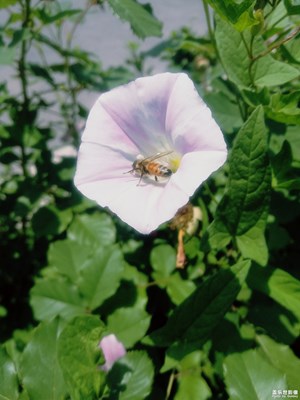 蜜蜂對花的情意