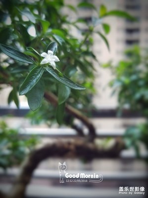 陽臺上的盆栽“六月雪”