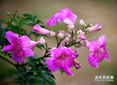 【中國(guó)最美瞬間】+春開(kāi)