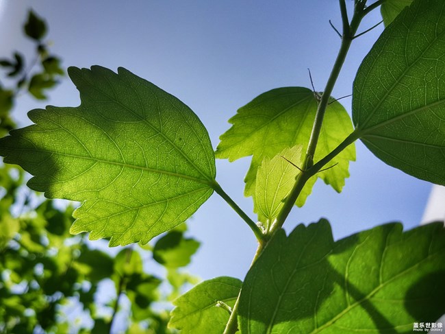 【第99期：Galaxy S輕奢版正式發(fā)布 社區(qū)用戶體系優(yōu)化上線】