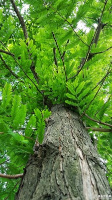 【葉子的故事】+綠葉對(duì)根的思戀