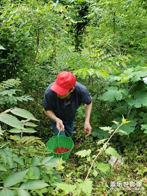 【中國(guó)最美瞬間】＋父子與覆盆子