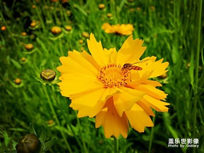 絢爛