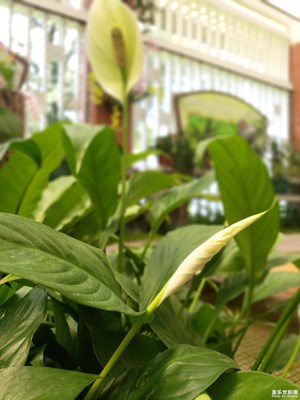 【中國(guó)最美瞬間】+植物