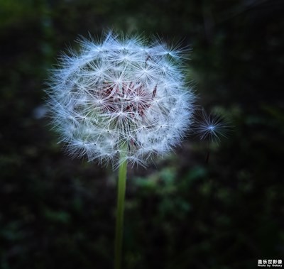 【葉子的故事】+那些花兒