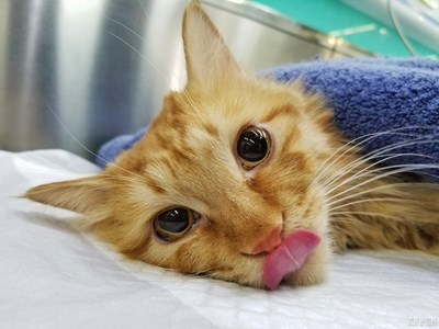 【中國最美瞬間】+在動物醫(yī)院