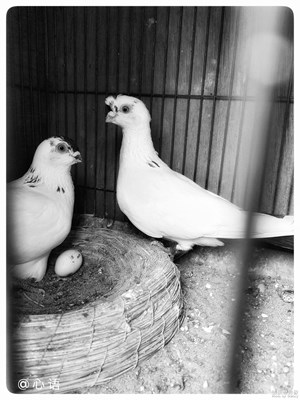 【中國最美瞬間】+百花深處去尋夢