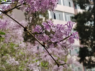 【中國(guó)最美瞬間】花