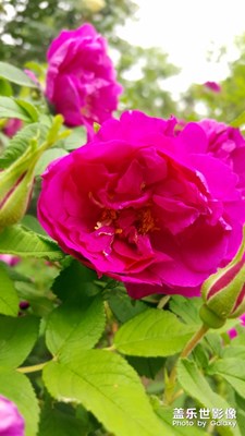 s6e，從不讓我失望